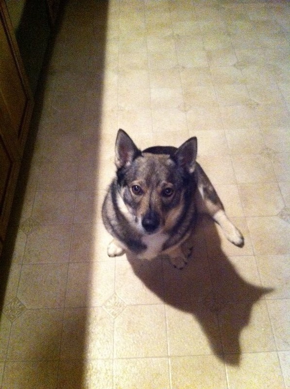 The Blissful Dog Elbow Butter Moisturizing Balm For Dog Elbow Calluses