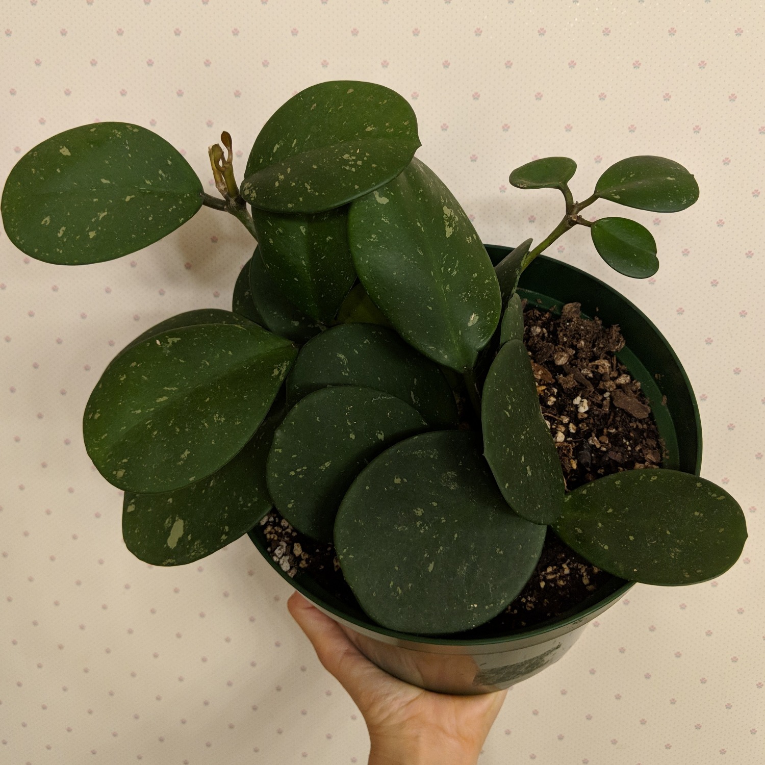 This Is A Really Neat Plantits Got Personality Arrived Happy, This Is A Really Neat Plantits Got Personality Arrived Happy,
