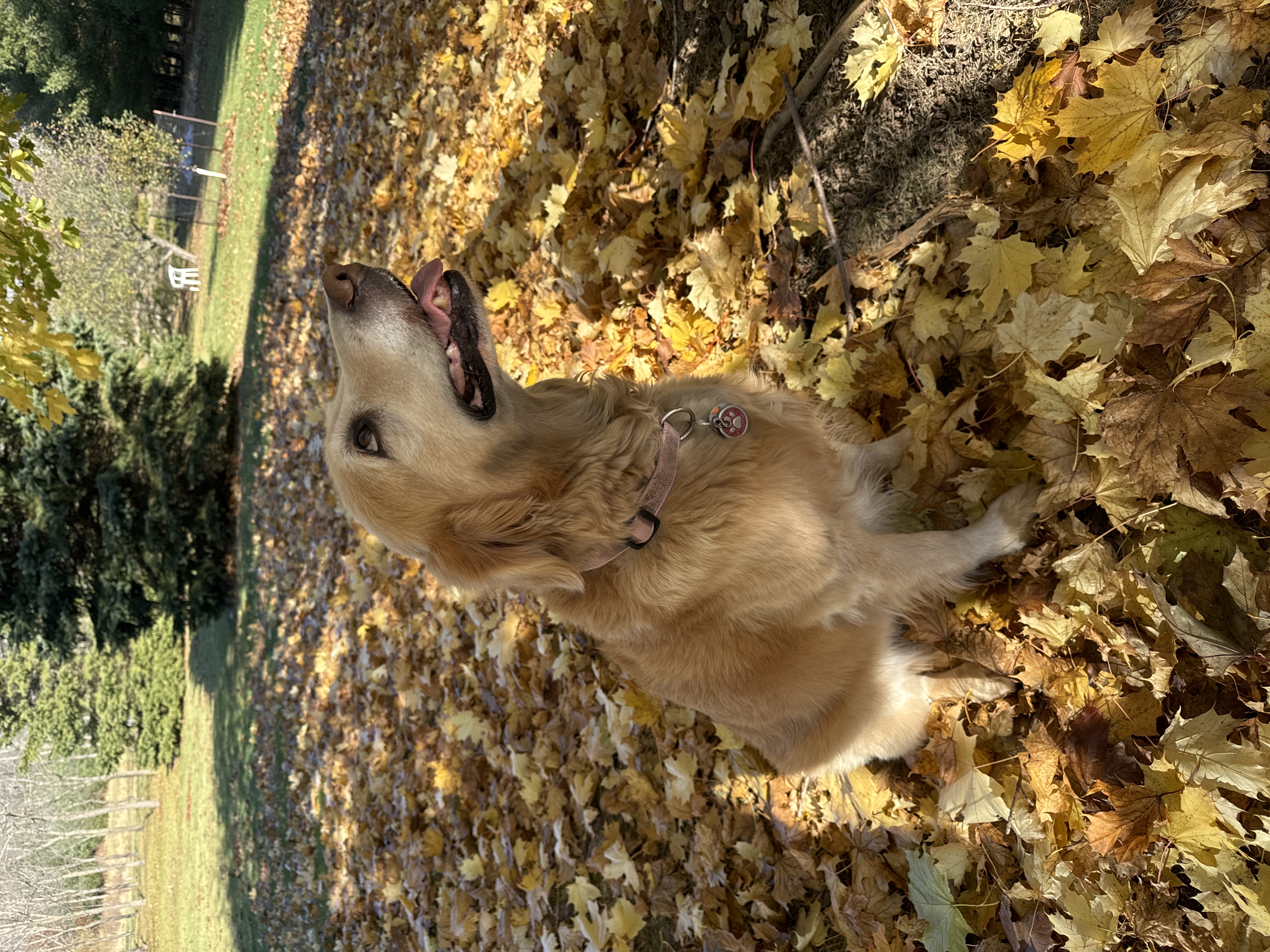 Our happy pup is back