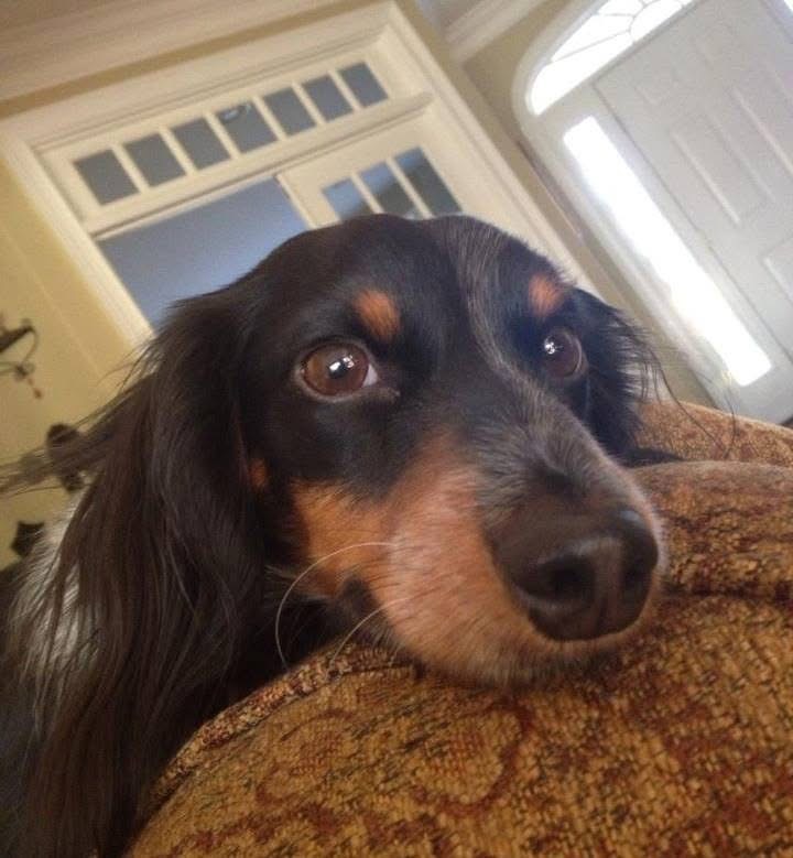 Using Resp-aid for collapsing trachea