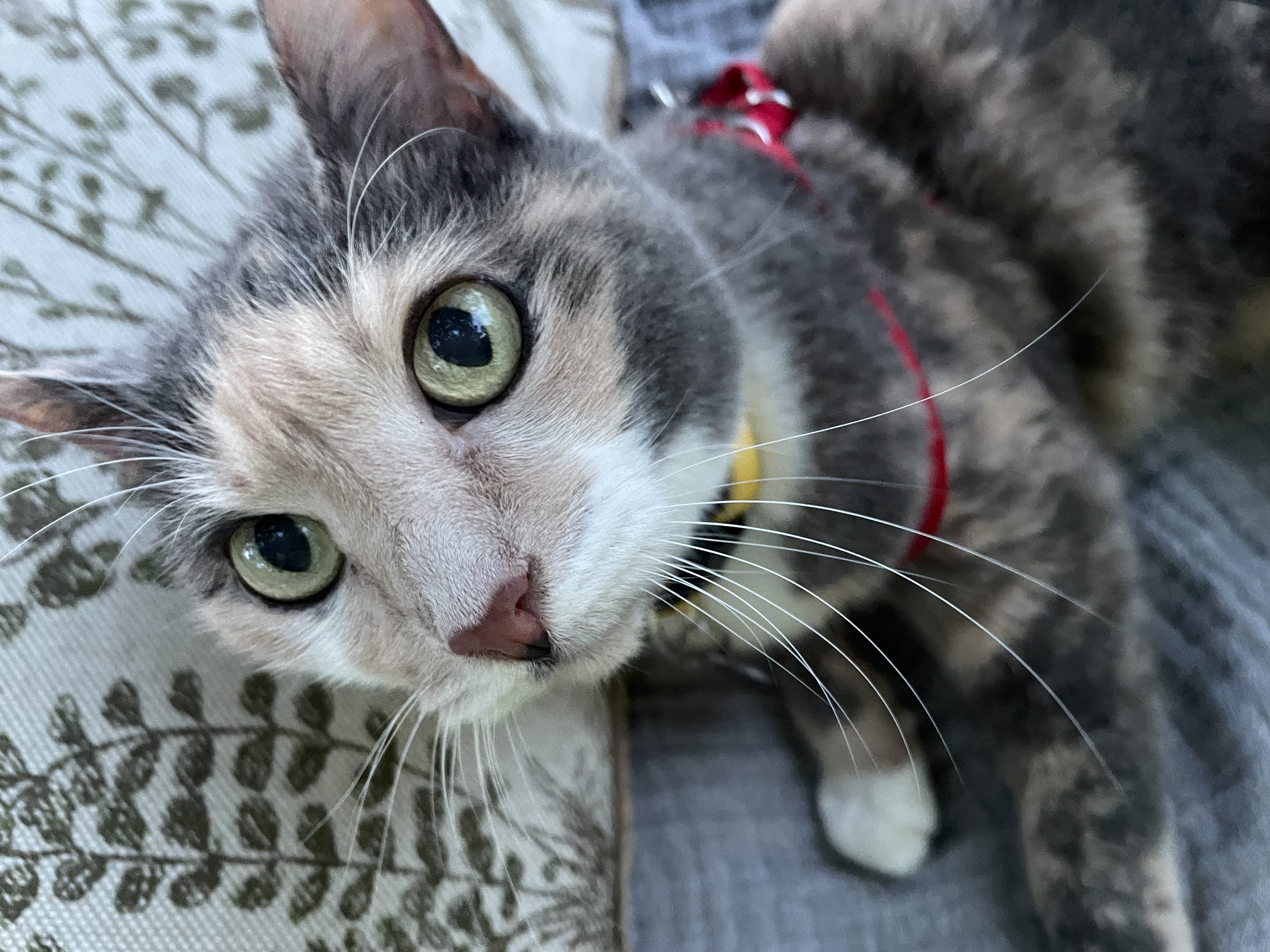 Holistic Hyperthyroid Treatment