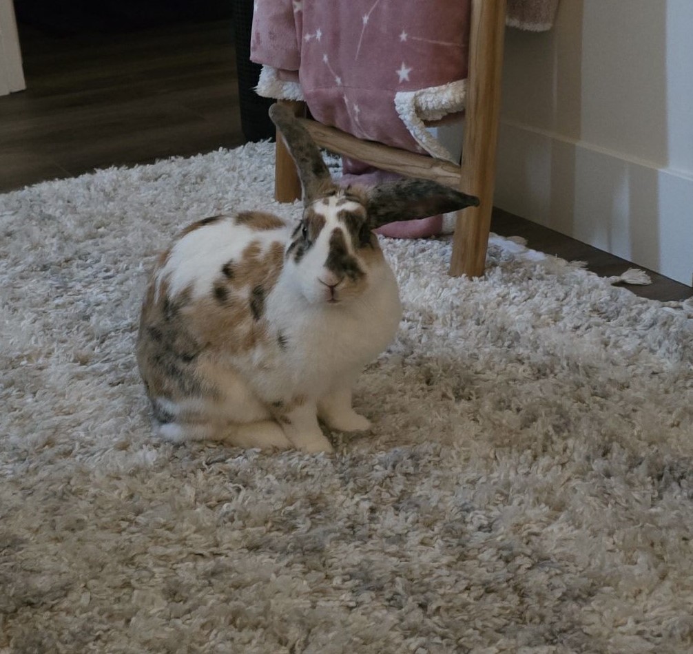 Rabbit with Cancer (Sarcoma) in Remission!