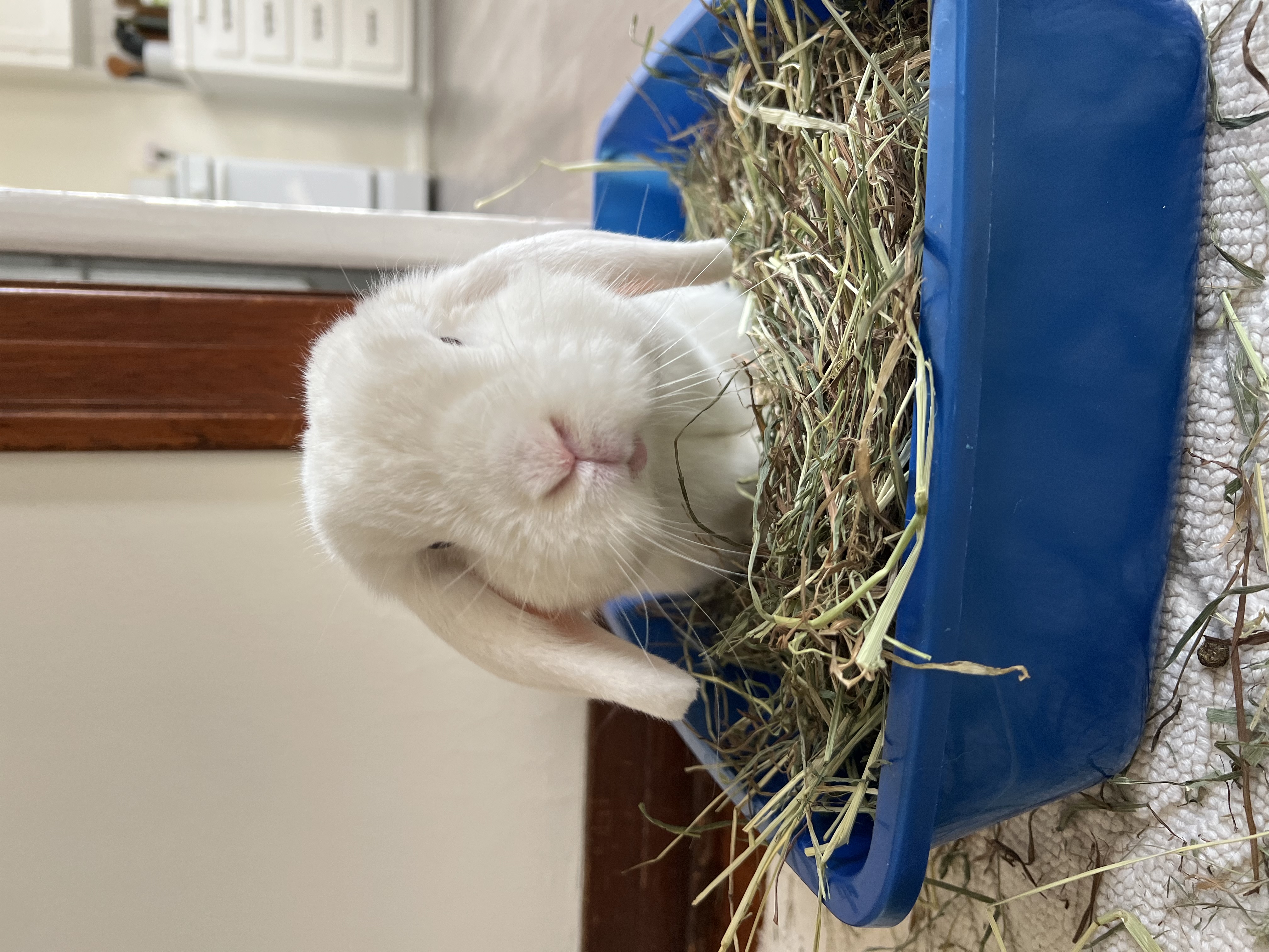 My bunny LOVES his herbs!