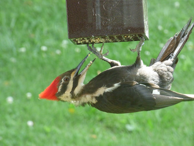 Nottawa Wild Bird Supply 33 फ ट स थ न य