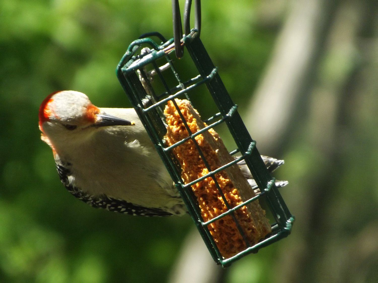 Nottawa Wild Bird Supply 33 फ ट स थ न य