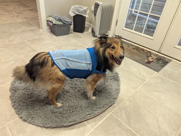 Do Dog Thunder Vests Work: Unveiling the Truth