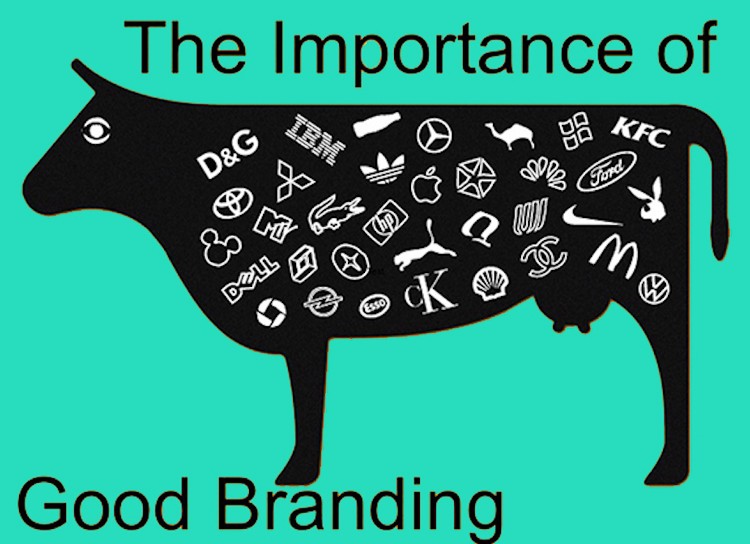 Laundry and dry cleaners can display their brand proudly on Starchup built websites