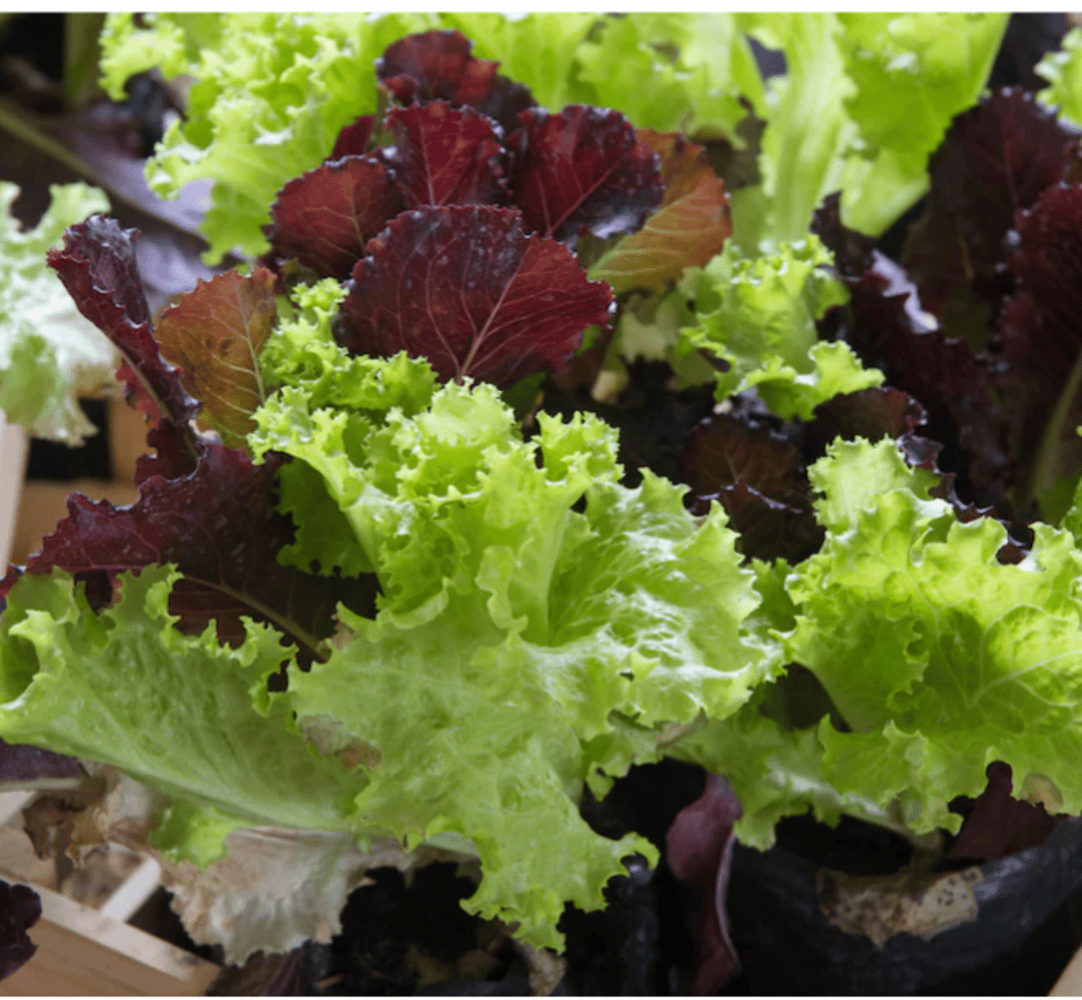 Store Brand Organic  Spring Mix Salad  5 Oz