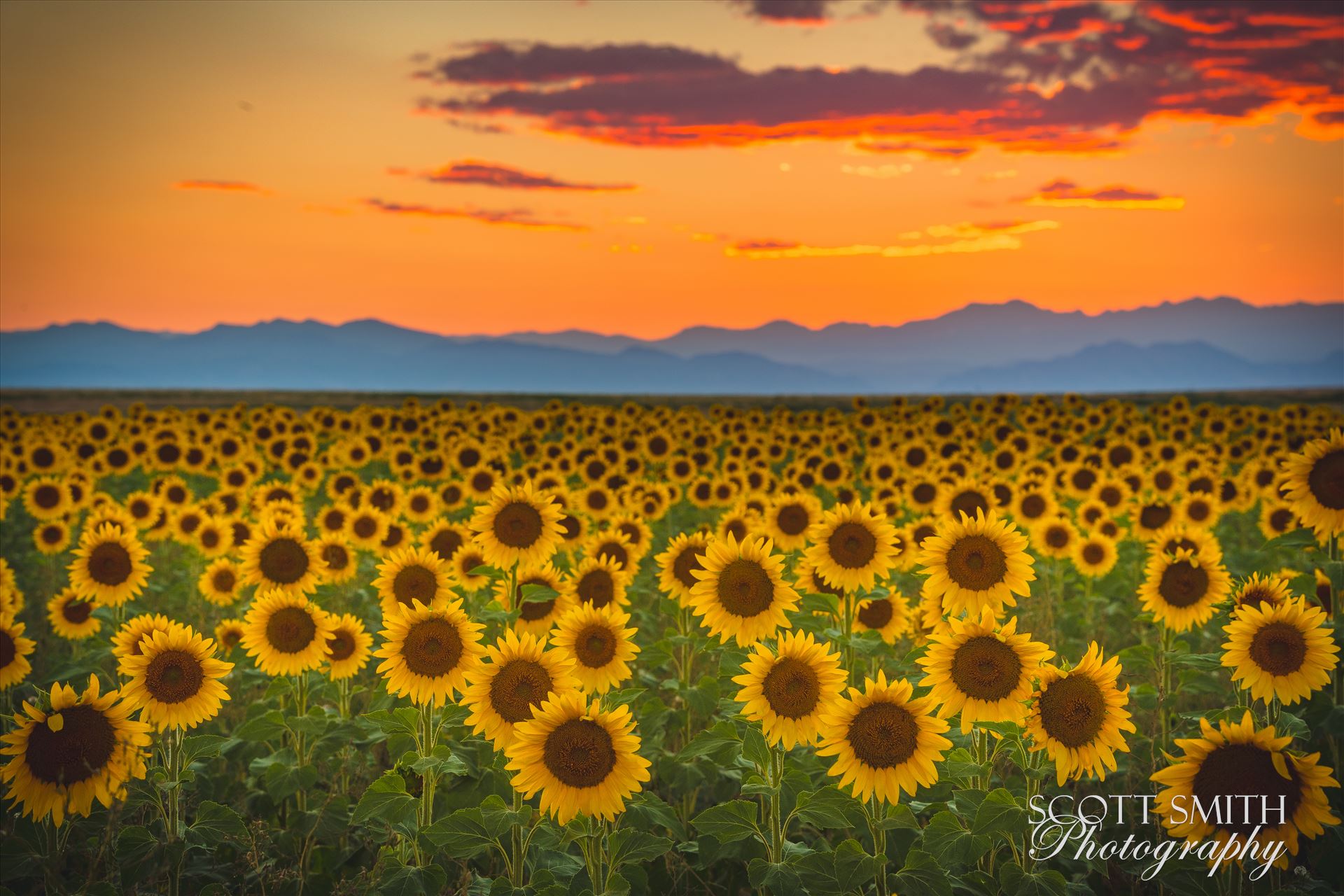 Denver Sunflowers at Sunset No 1 Photography Around Colorado Scott