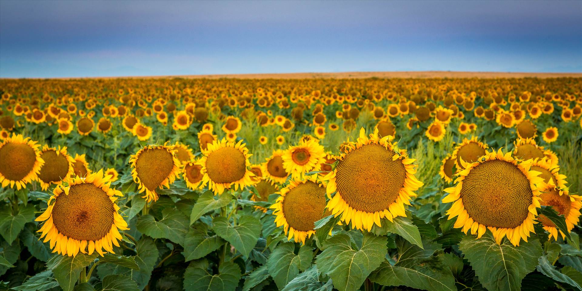 Sunflower Sunrise IV Butterflies and Blossoms Scott Smith Photography