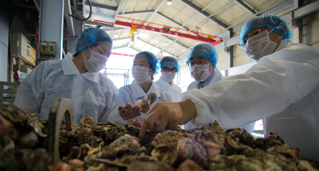 Hiroshima FIP oyster production