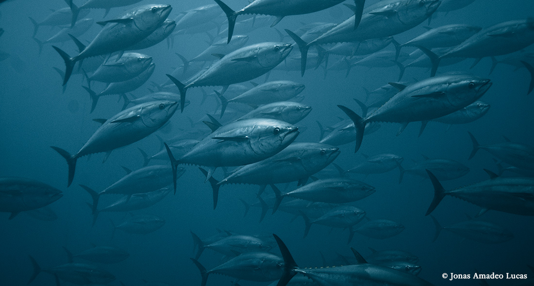 Tuna & High Seas Fisheries