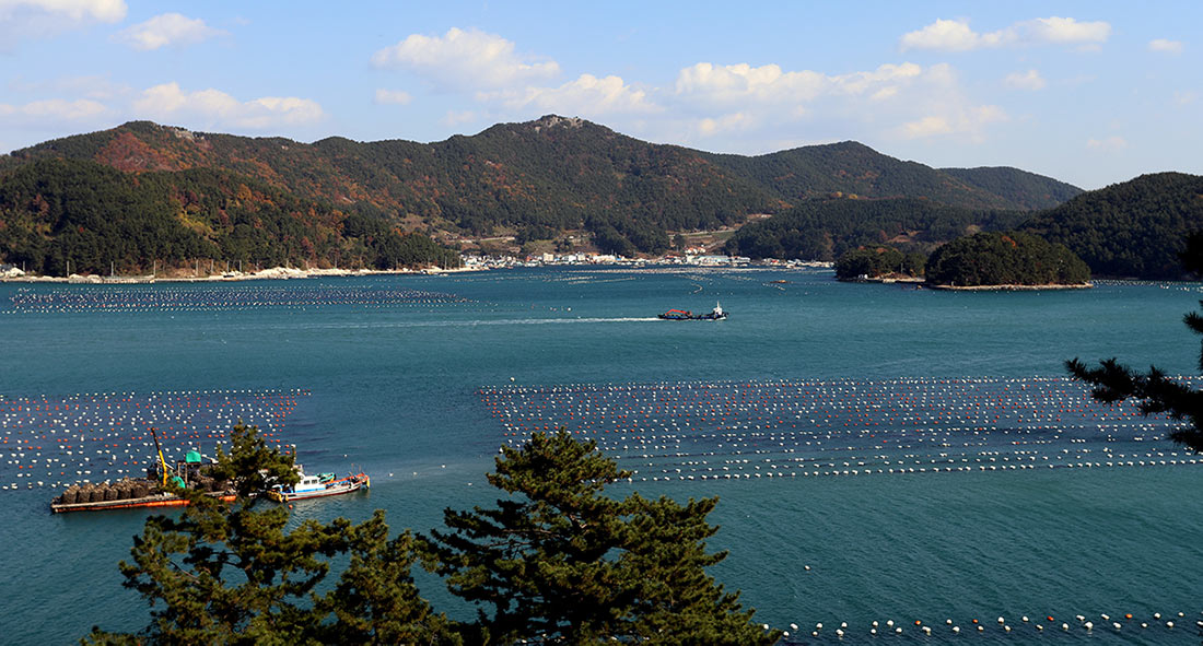 South Korea Tongyeong oyster fisheries