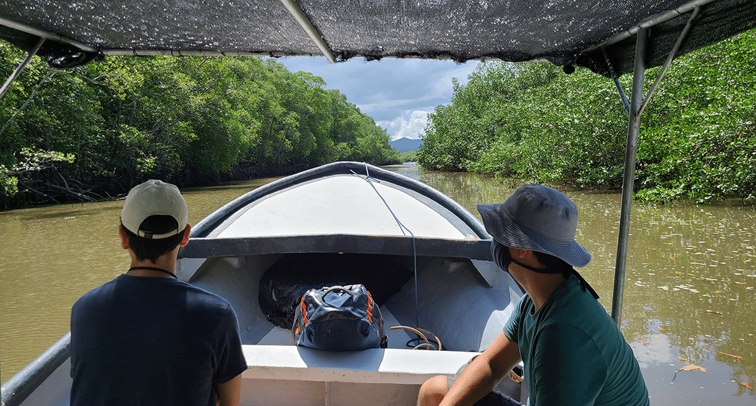 Mangrove forests between Chira Island and the Nicoya Peninsula