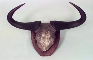 Rustic taxidermy mounted buffalo skull
