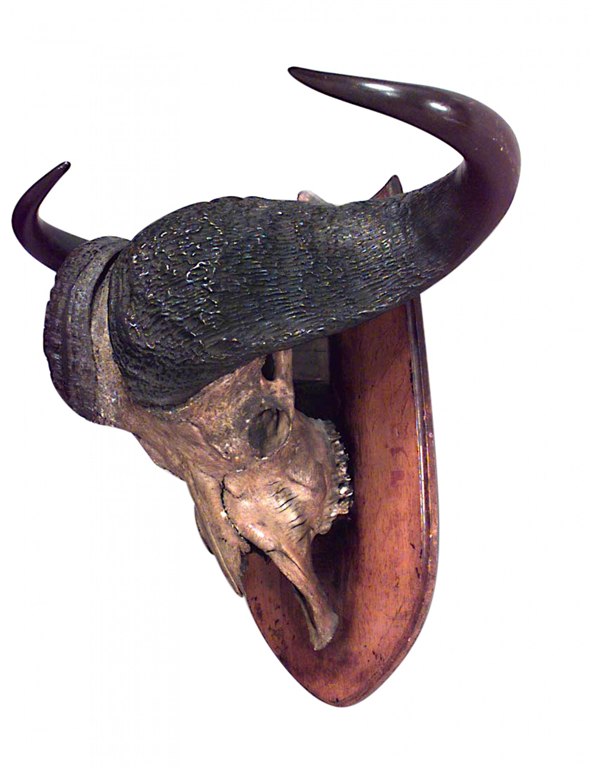 Rustic water buffalo skull taxidermy 1