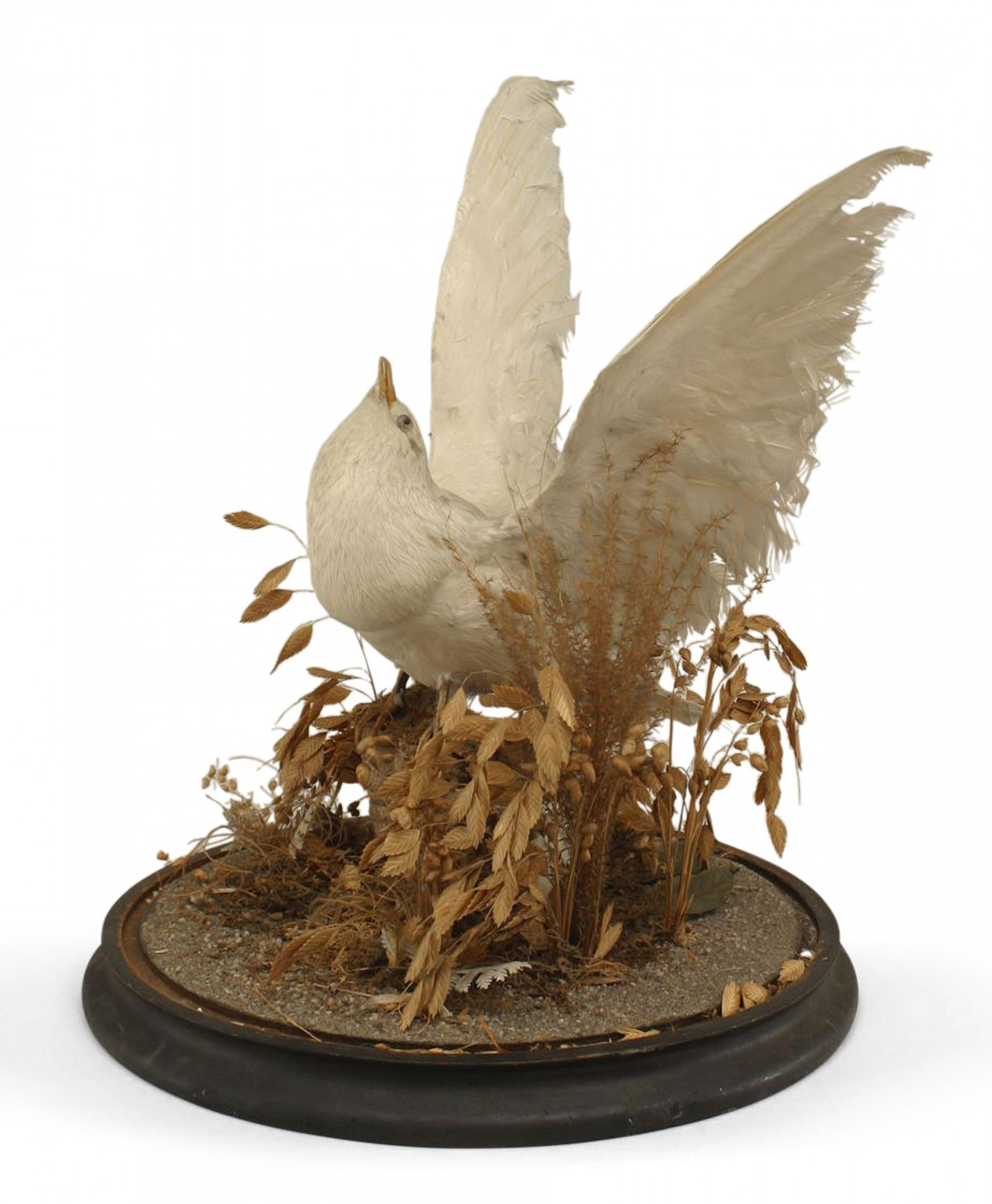 English victorian white dove taxidermy