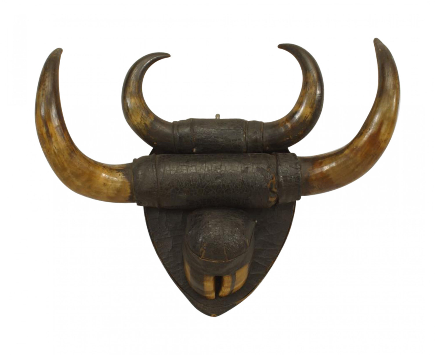 Rustic buffalo horn taxidermy