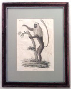 French victorian monkey engraving print