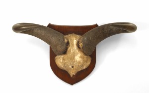 Rustic taxidermy water buffalo skull 1