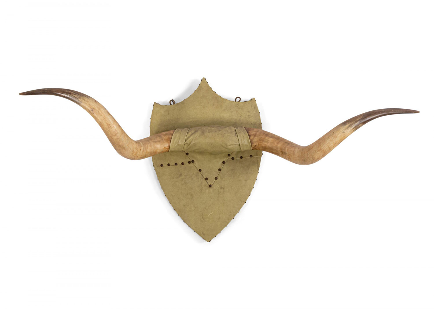 Rustic steer horn mounted taxidermy