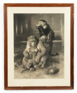English victorian monkeys lithograph