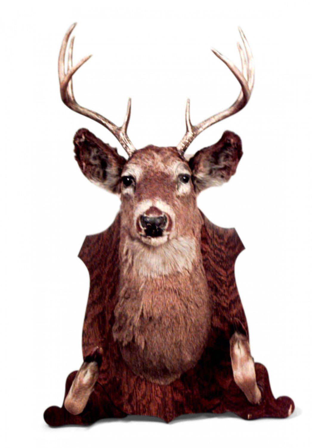 Country taxidermy dear head hatrack