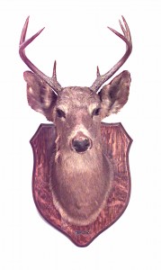 Rustic mounted deer head taxidermy
