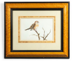 English victorian bird watercolor 39