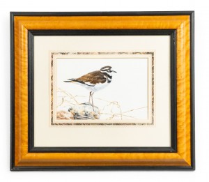 English victorian bird watercolor 31