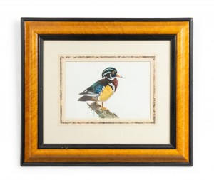 English victorian bird watercolor 33