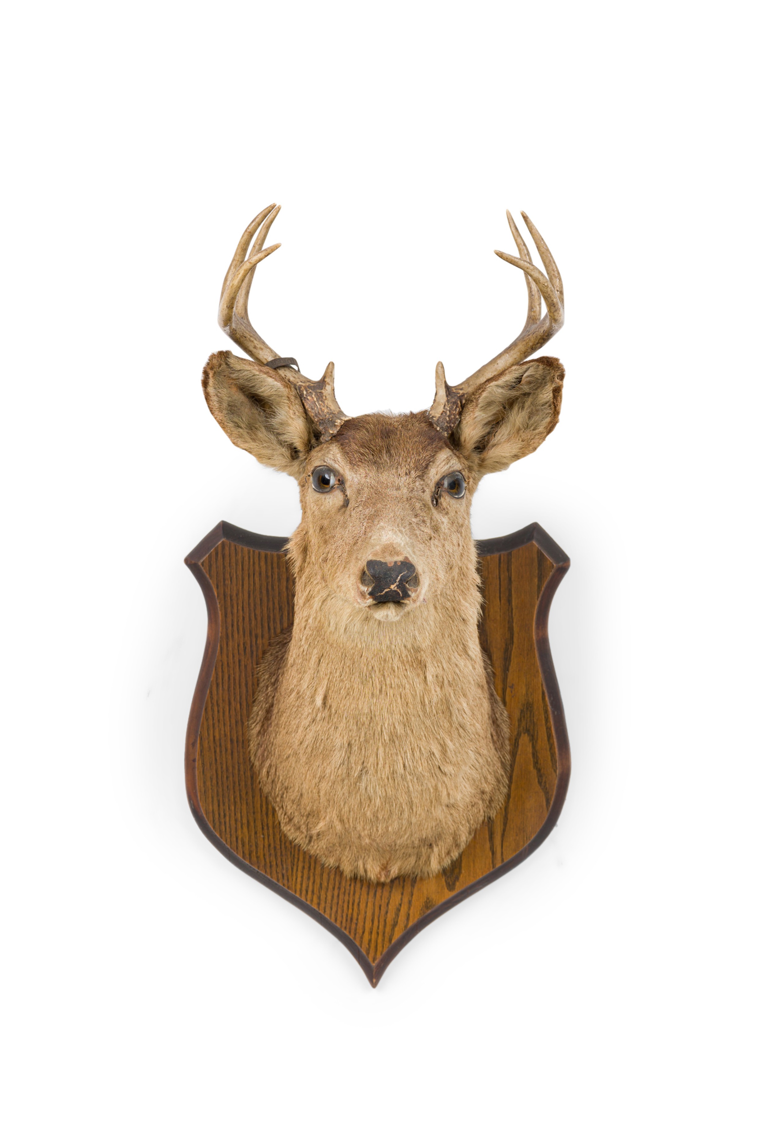 Rustic mounted deer head taxidermy 1