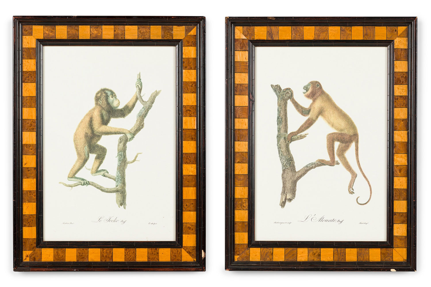 English victorian monkeys prints