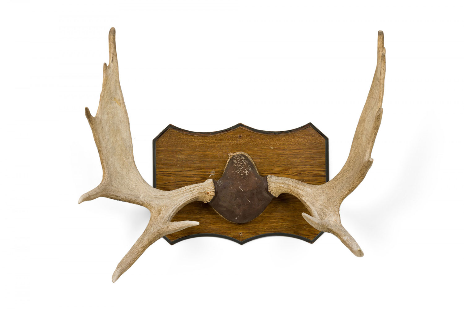 Rustic moose antler and wood wall plaque