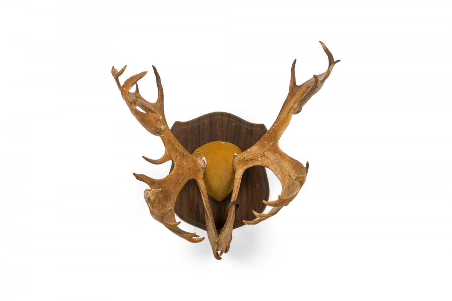 Rustic decorative moose antler wall plaque