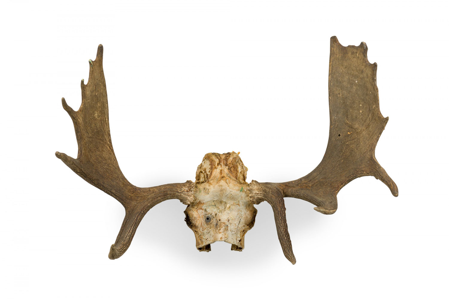 Rustic wall mountable moose skull with antlers