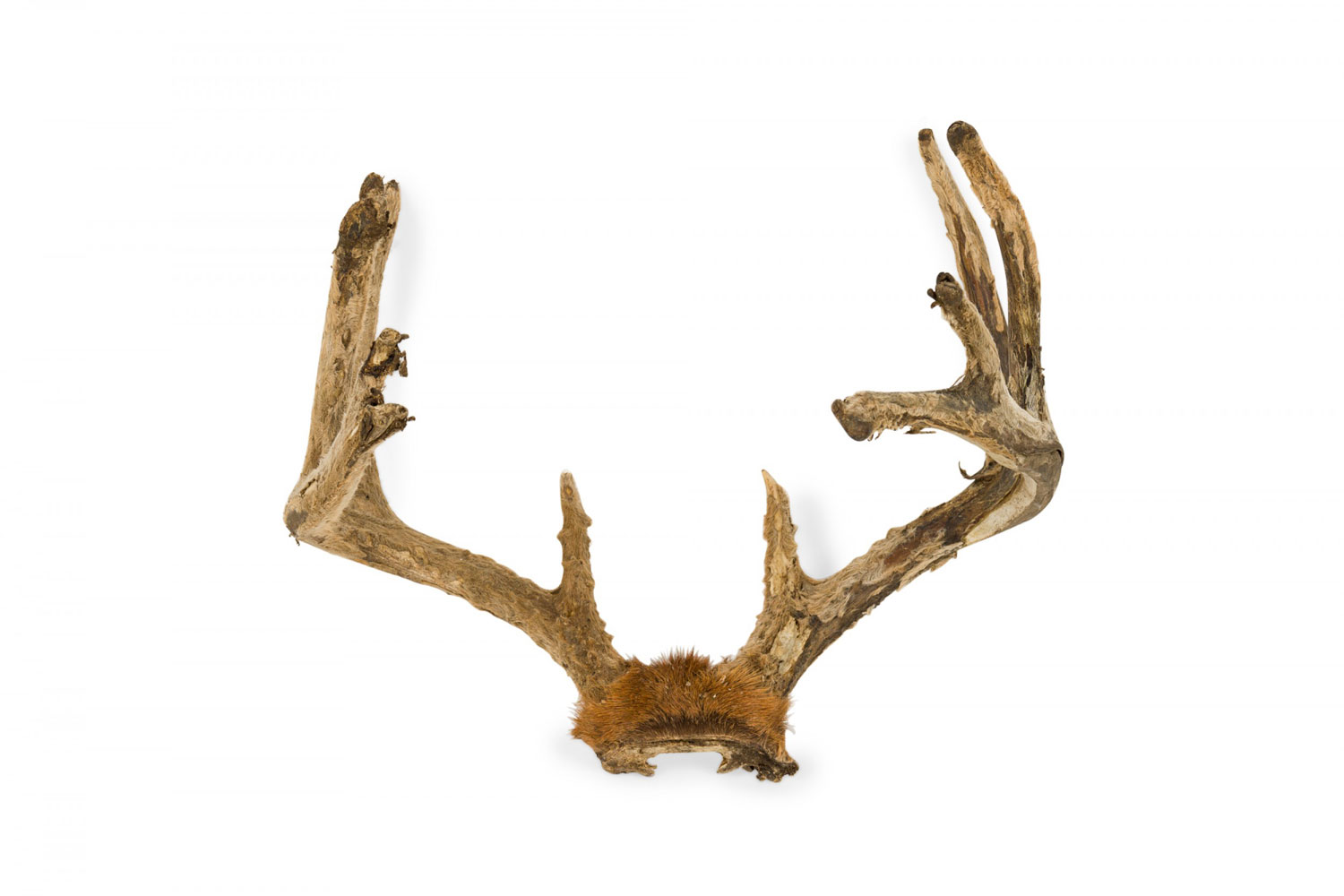 Rustic decorative wall mounted adolescent deer antlers