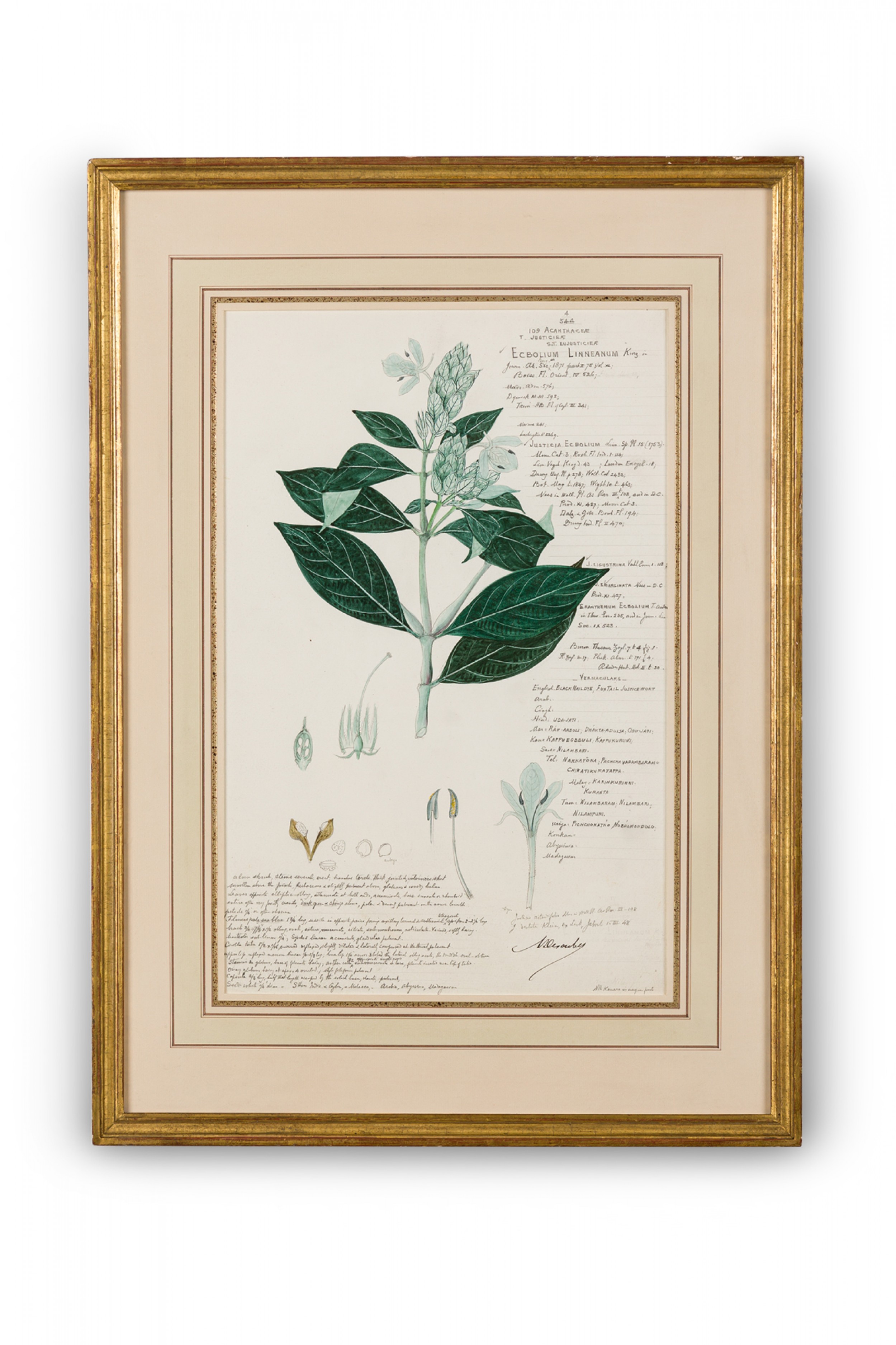 Framed american victorian 19th century watercolor botanical drawing ecbolium linneanum