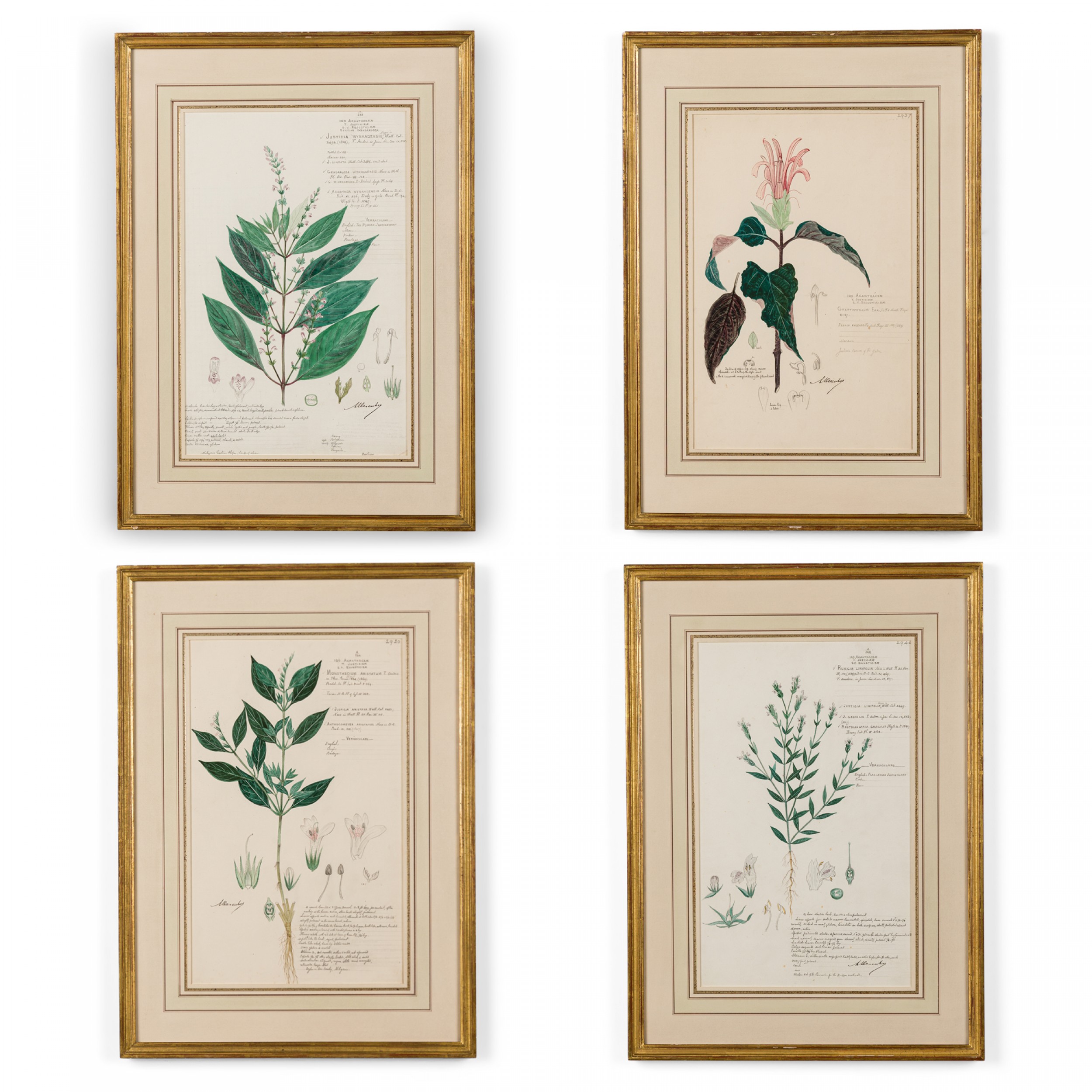 49 piece set of framed american victorian 19th century watercolor botanical drawings