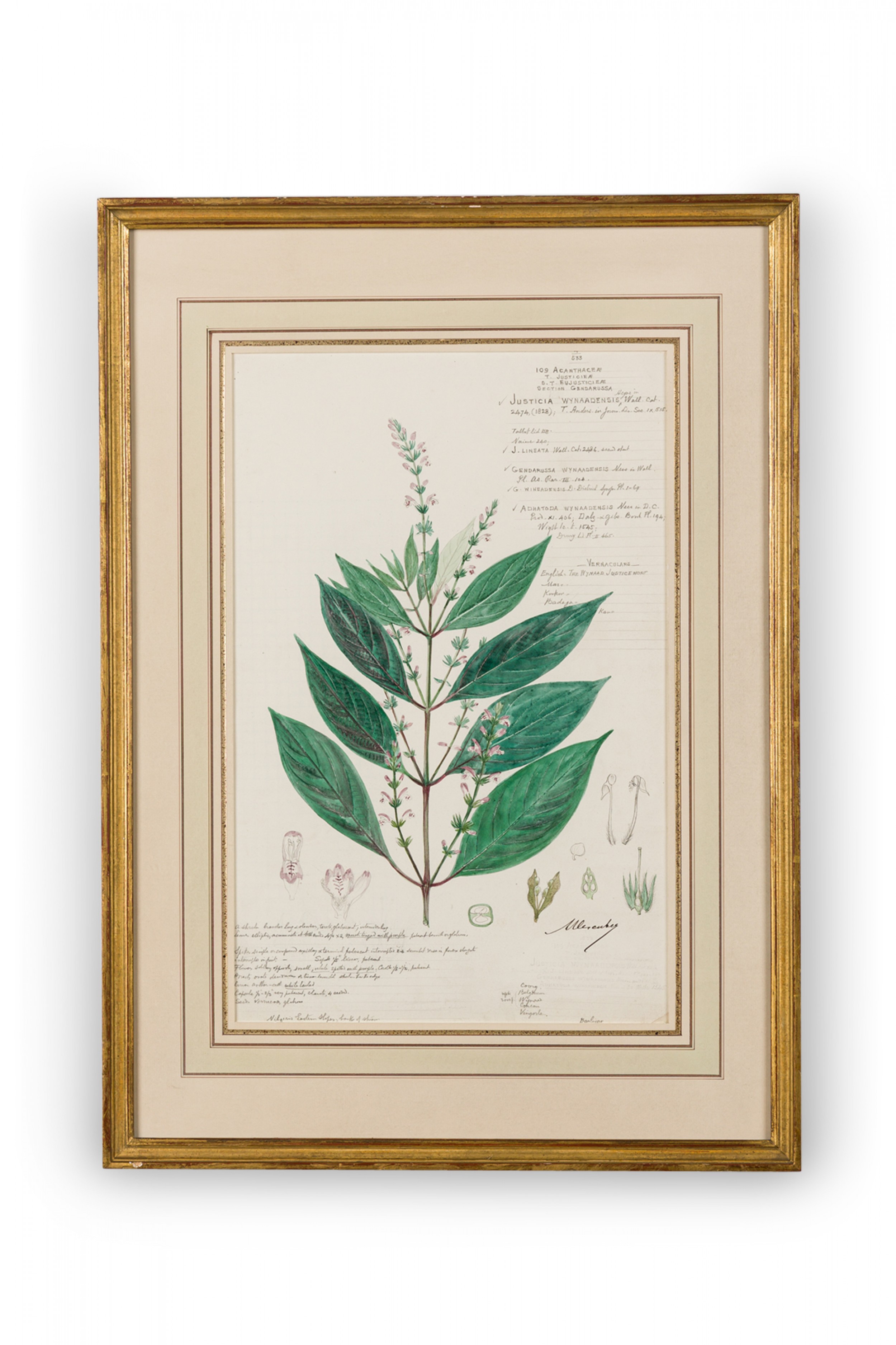 Framed american victorian 19th century watercolor botanical drawing justicia wynaadensis