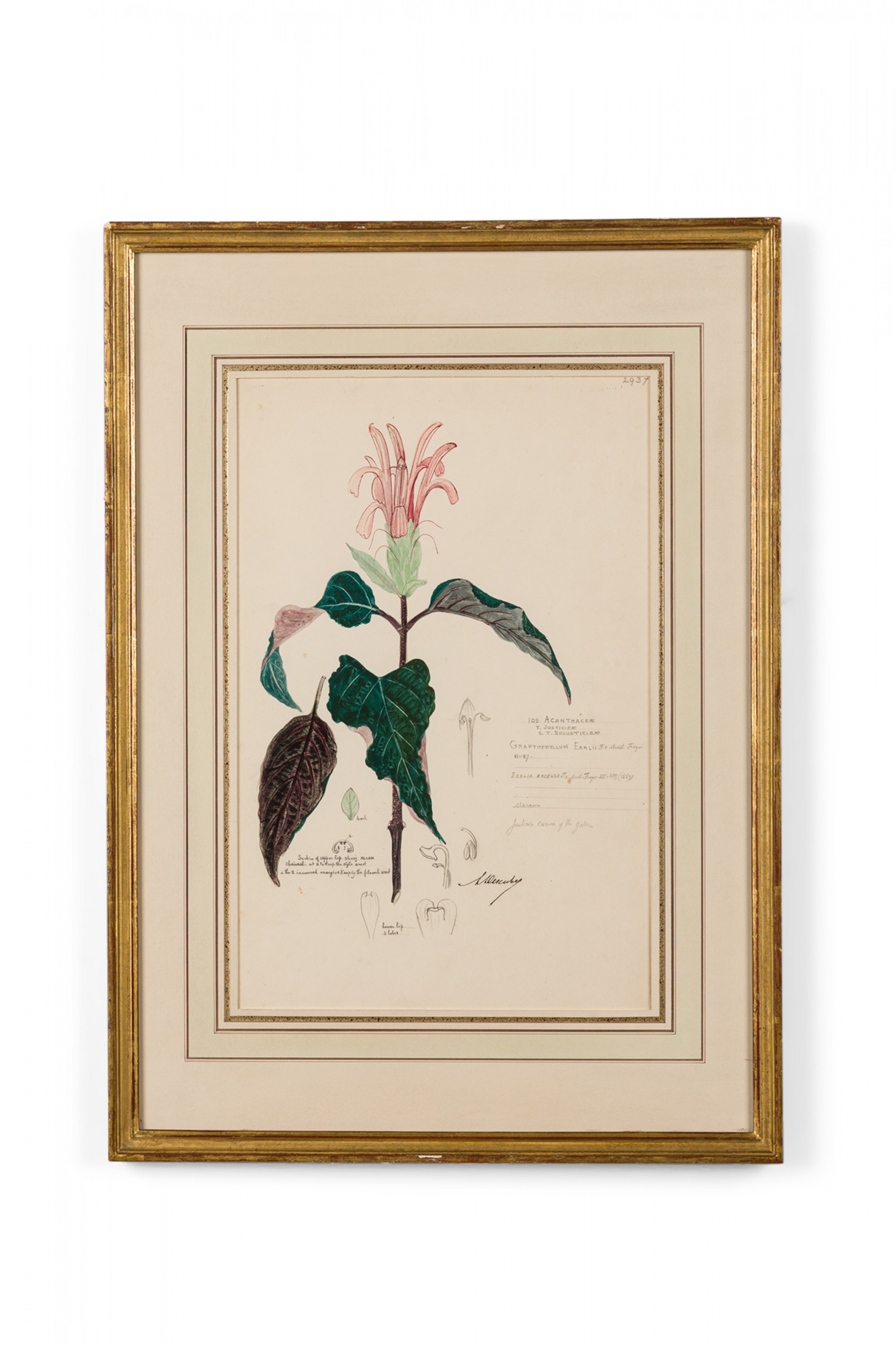 Framed american victorian 19th century watercolor botanical drawing graptophyllum earlii