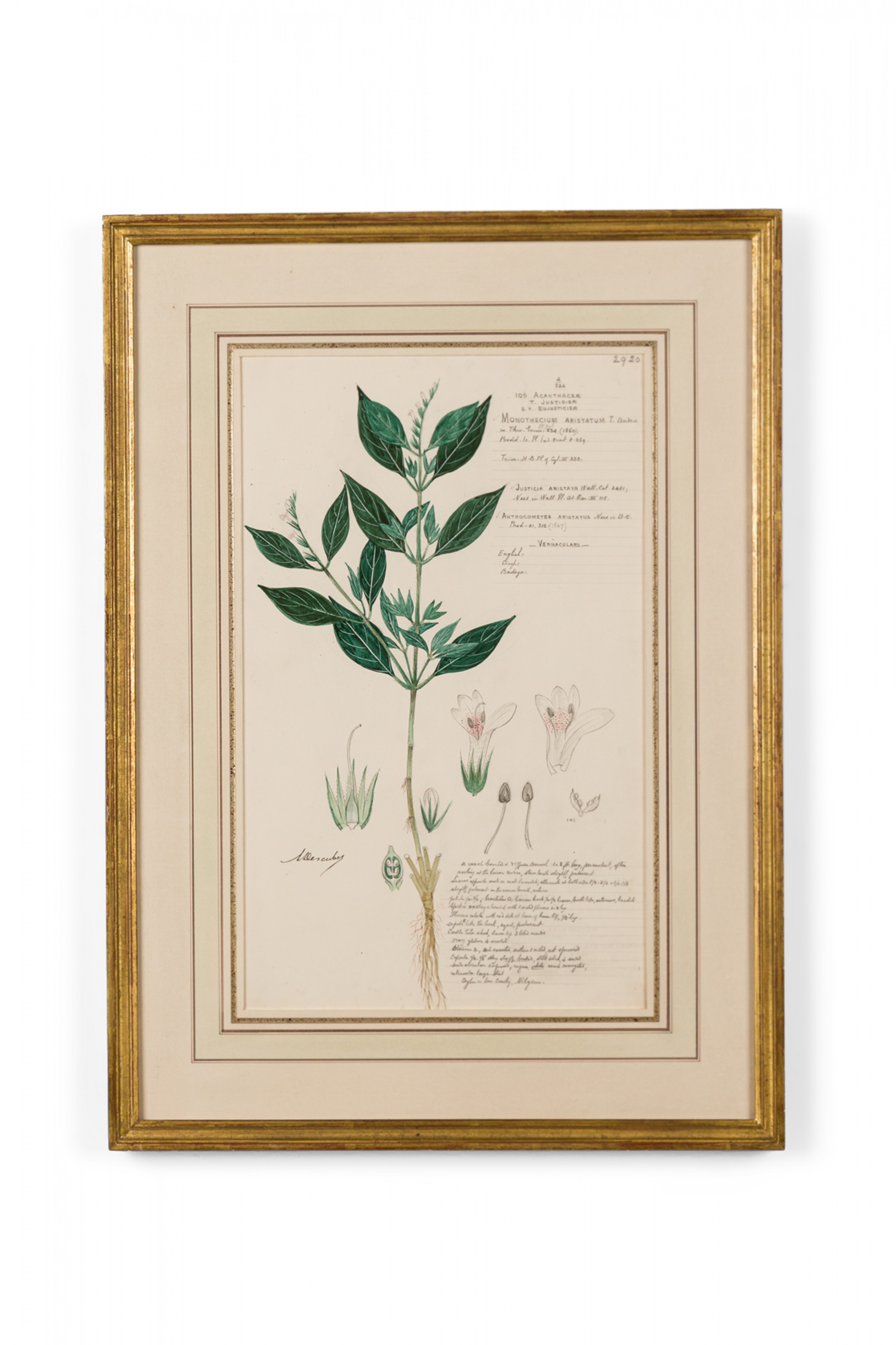 Framed american victorian 19th century watercolor botanical drawing monothecium aristatum