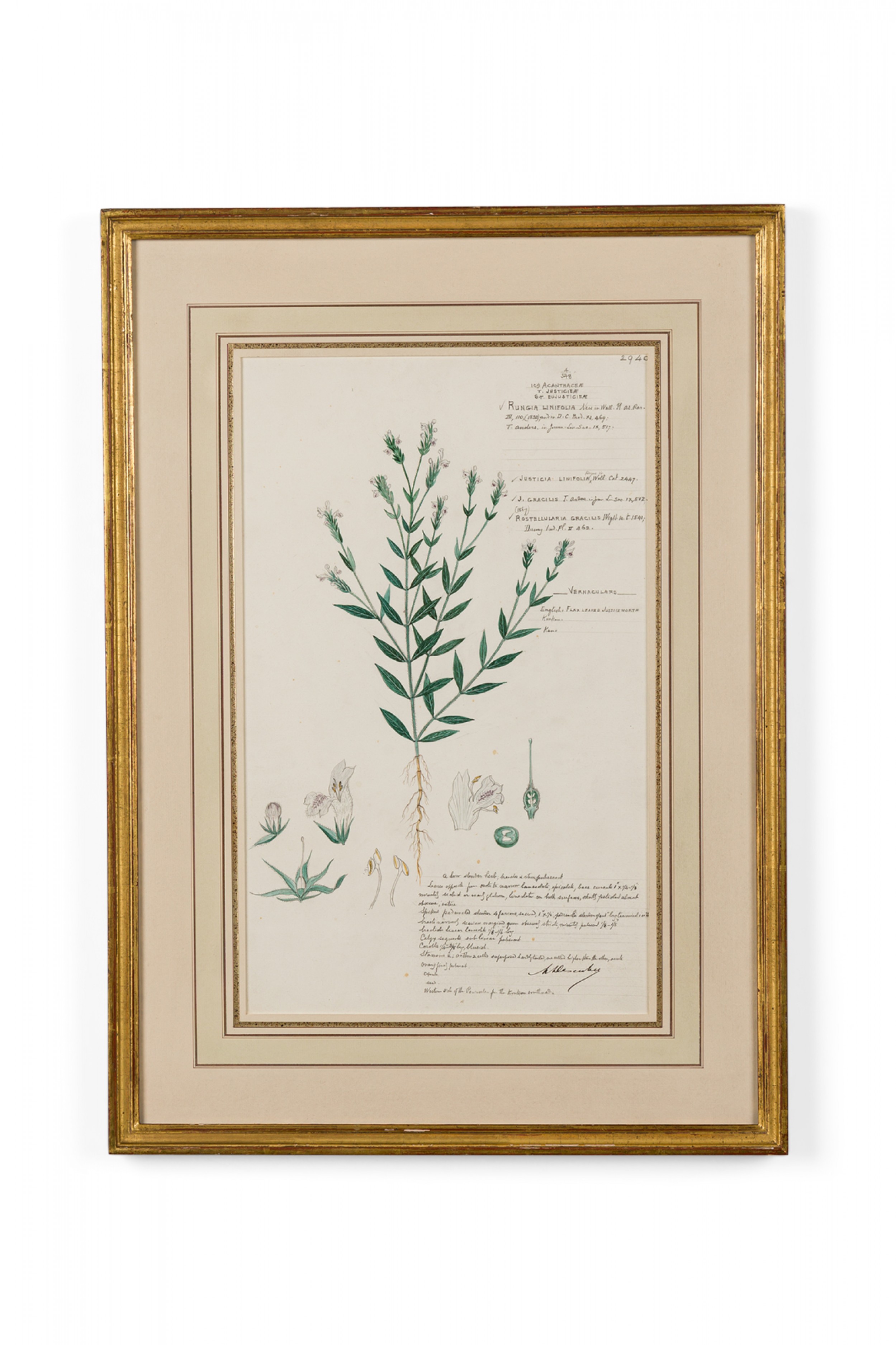 Framed american victorian 19th century watercolor botanical drawing rungia linifolia