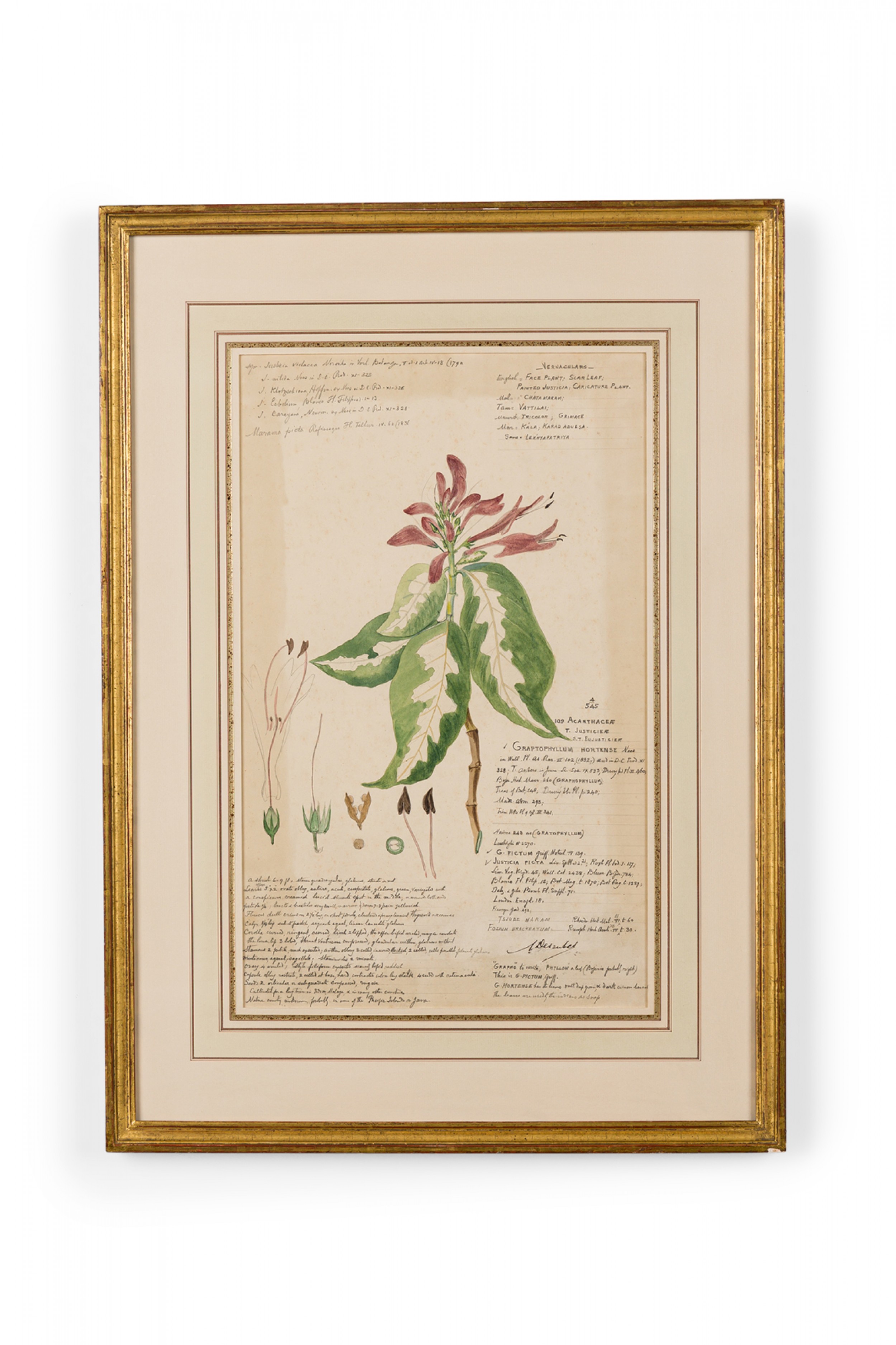 Framed american victorian 19th century watercolor botanical drawing graptophyllum hortense