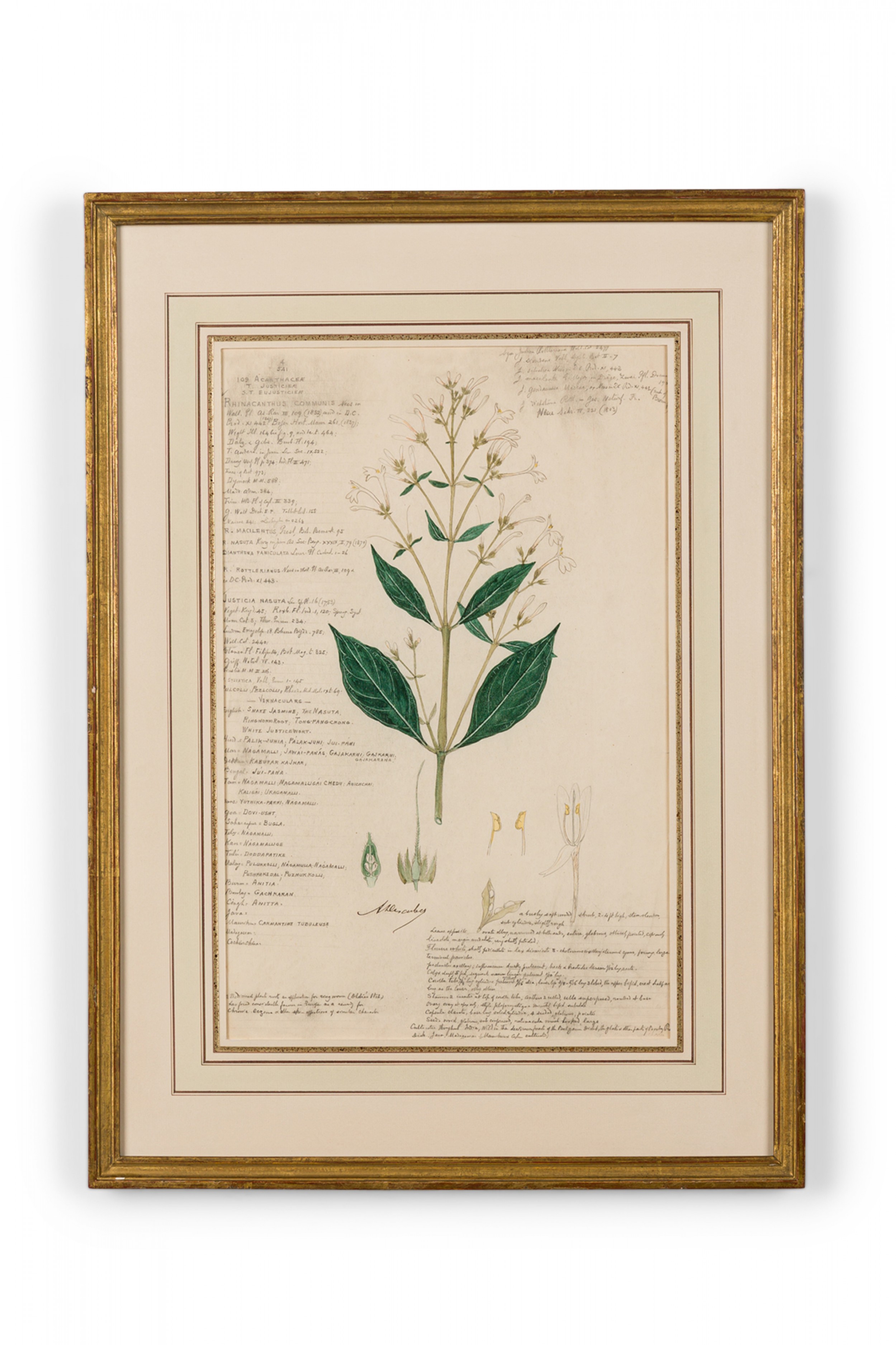 Framed american victorian 19th century watercolor botanical drawing rhinacanthus communis