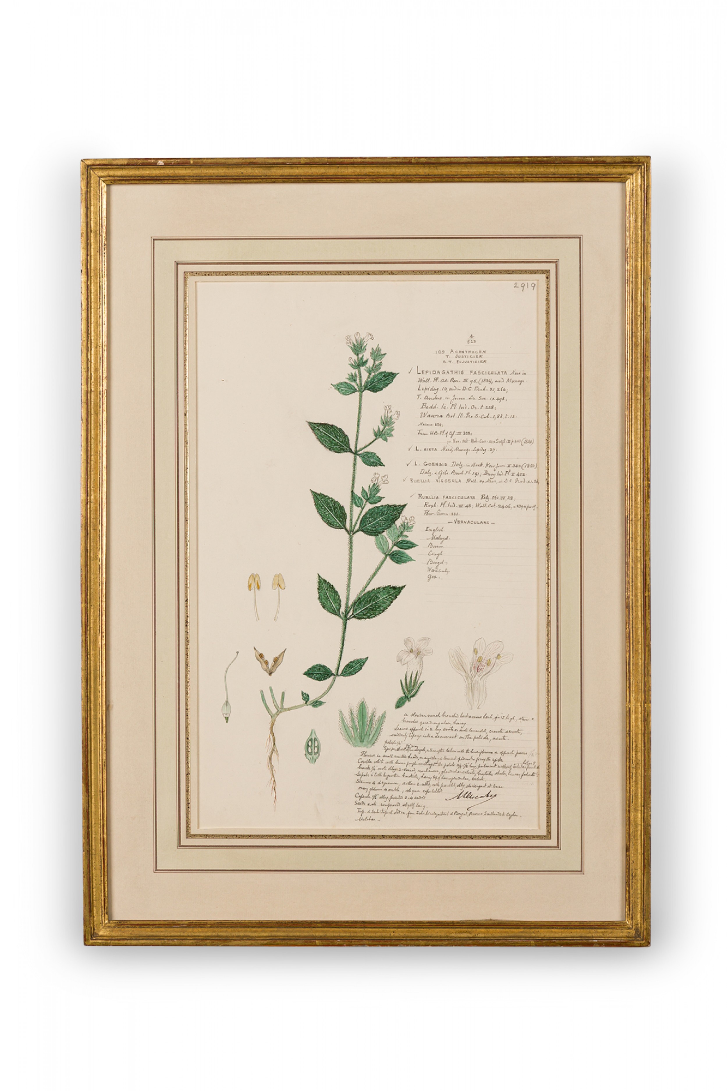 Framed american victorian 19th century watercolor botanical drawing lepidagathis fasciculata