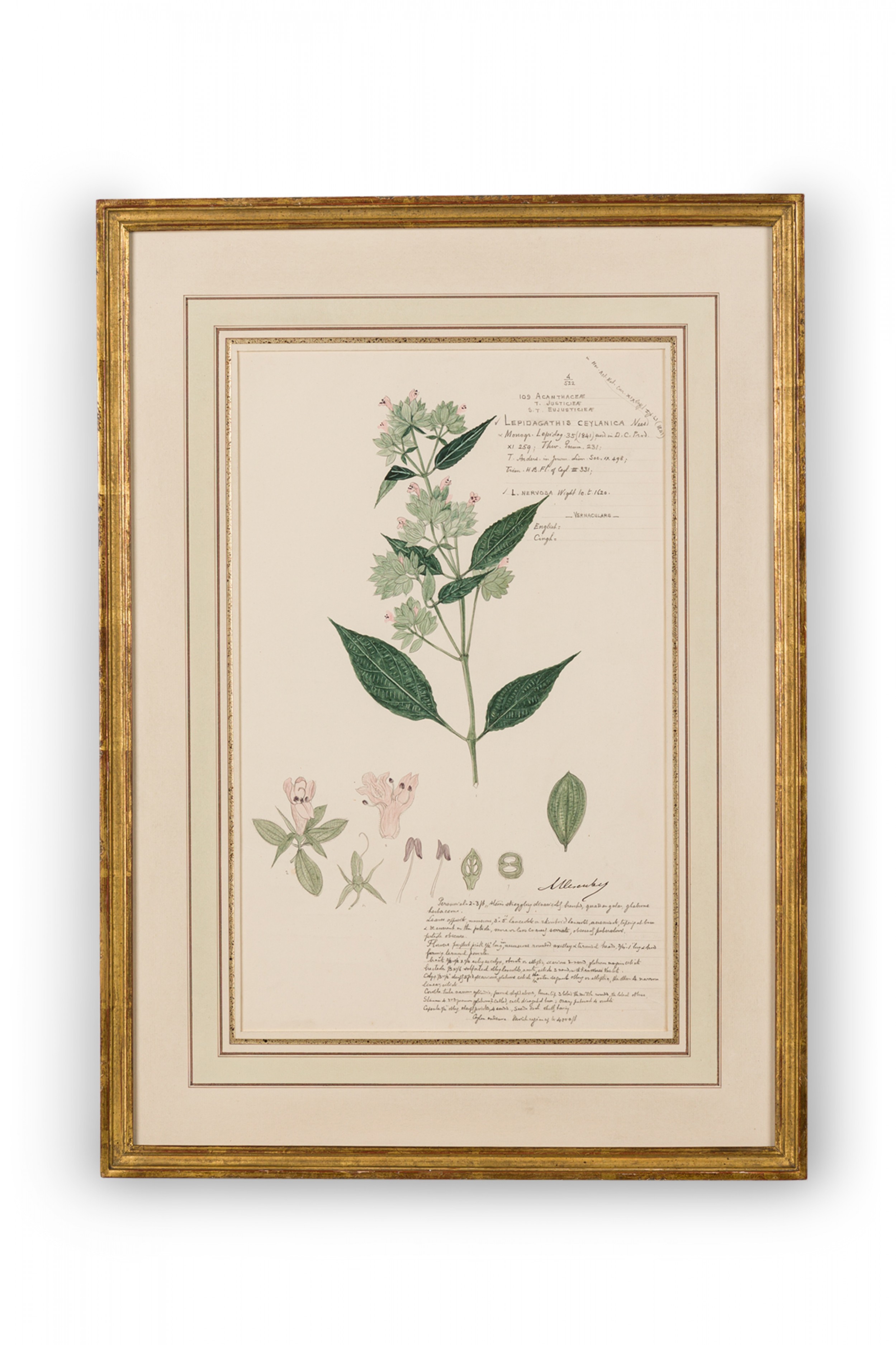 Framed american victorian 19th century watercolor botanical drawing lepidagathis ceylanica