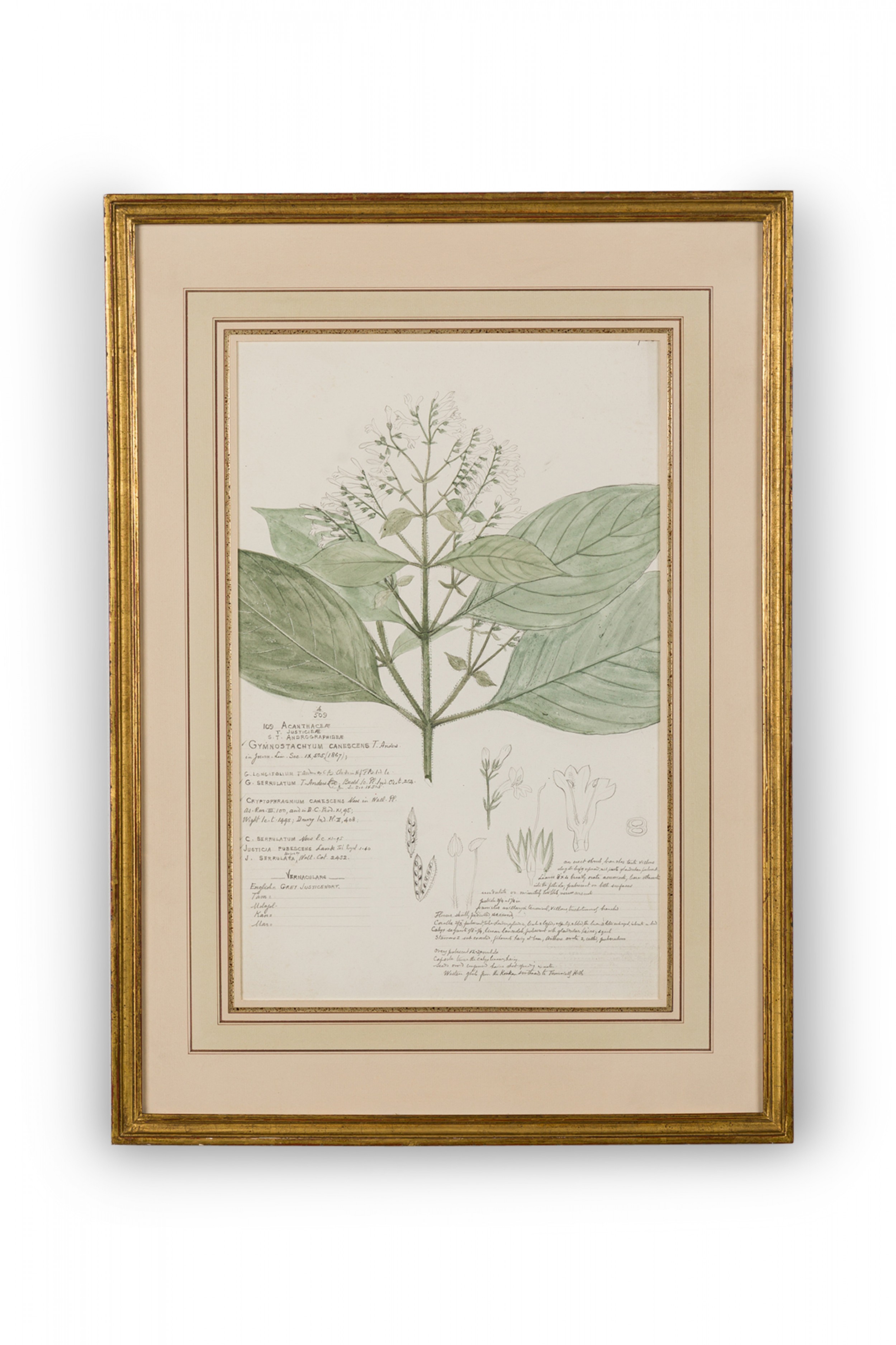 Framed american victorian 19th century watercolor botanical drawing gymnostachyum canescens