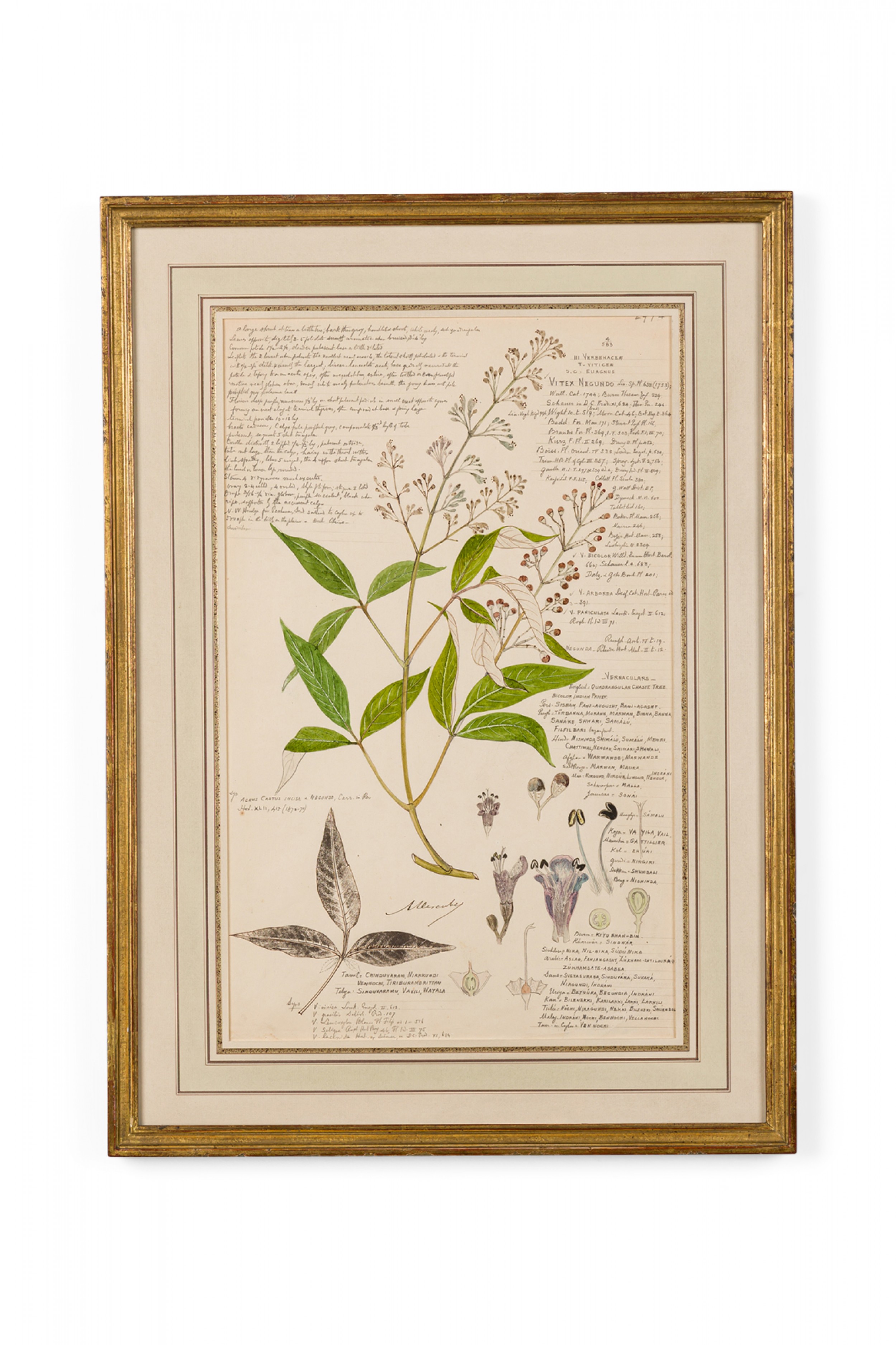 Framed american victorian 19th century watercolor botanical drawing vitex negundo