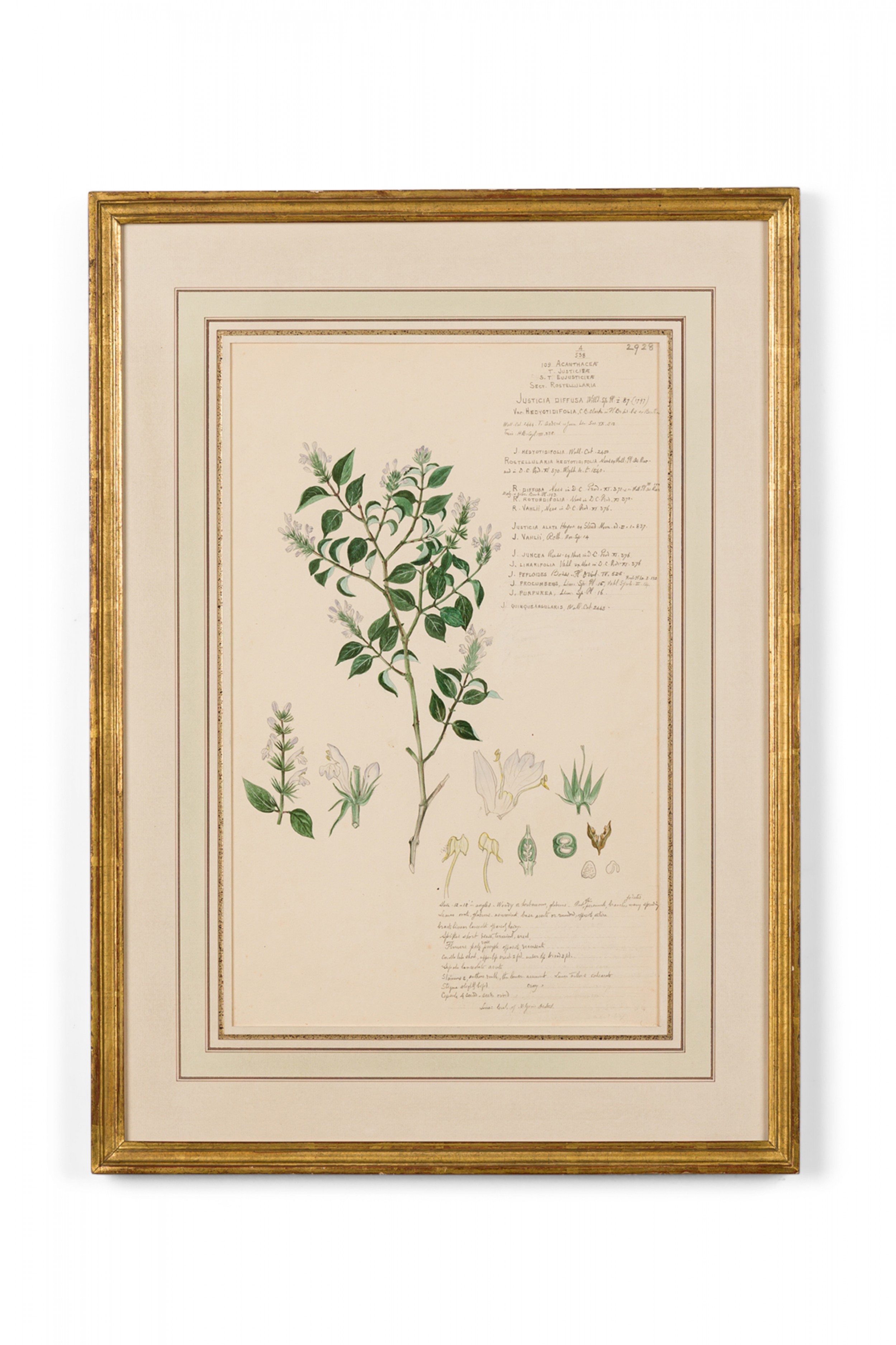 Framed american victorian 19th century watercolor botanical drawing justicia diffusa